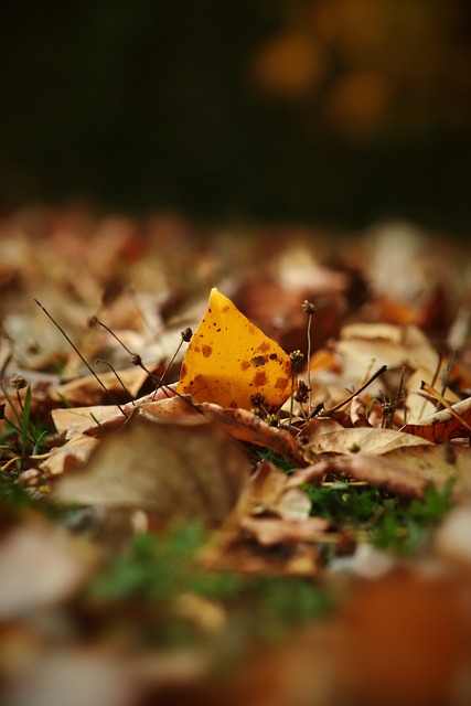 他的职业生 他的职业生